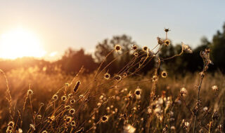 Comment prendre soin de la nature ?