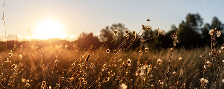 Comment prendre soin de la nature ?