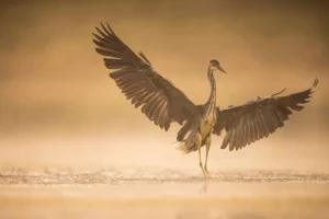 Photo d'un héron qui ouvre ses ailes