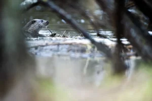 Photo loutre dans l'eau